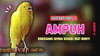 Download lagu AMPUH 100%❗Pancingan KENARI PAUD Belajar Bunyi Cocok Untuk Kenari Belajar Bunyi Ngeriwik |607 mp3