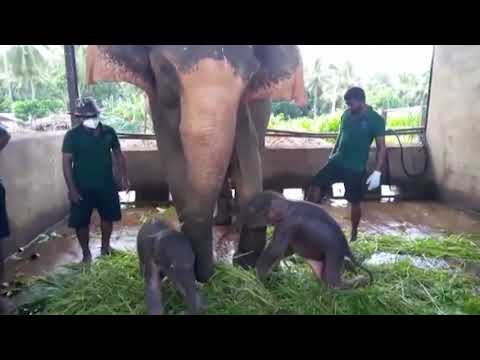Top Channel/ Sri Lanka njofton lindjen e rrallë të dy elefantëve binjakë