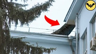 Download lagu Titanoboa Snake Caught on Camera and Spotted in Real life. mp3