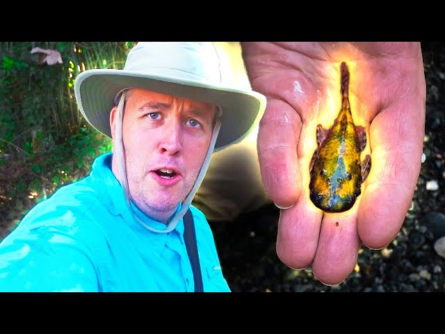Catching Wild Fish For Aquarium - Peru Vlog
