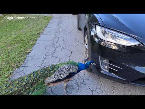 WATCH a Male Peacock try to MATE w/ My TESLA !