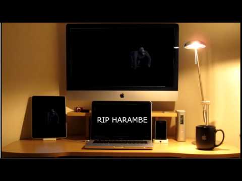 rip harambe