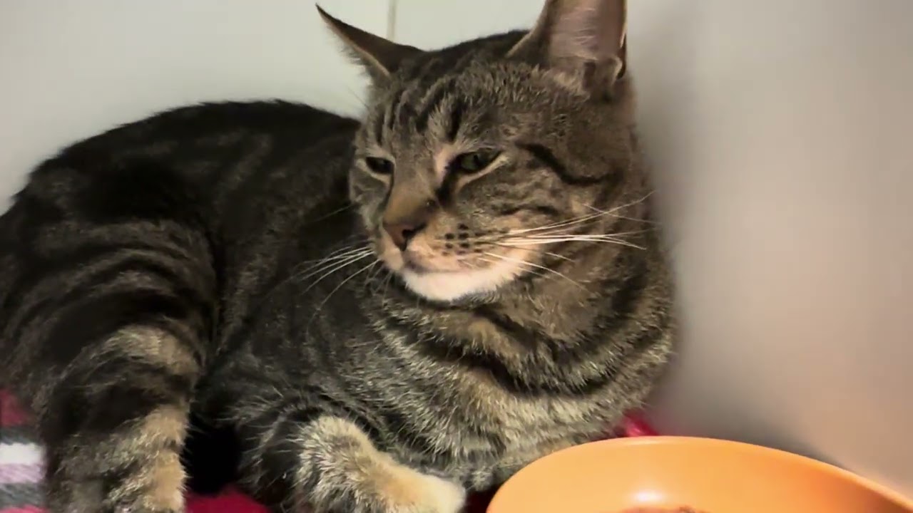 Simba , a ADOPTABLE Domestic Short Hair in Clifton, NJ video 4/6