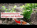 Beerensträucher Mit Kaffeesatz Düngen Dürfen Himbeere Stachelbeere Heidelbeere Und Co Kaffee