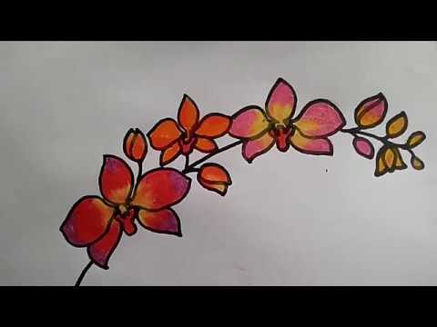 Menggambar Anggrek Dengan Pensil Warna Menggambar Anggrek Dengan Pensil Warna
