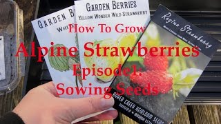 Growing Alpine Strawberries: Sowing Seeds-Episode 1