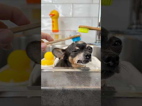 A bath time moment of zen for nervous Maya 💛🐶🐾🛁💦#dogbath