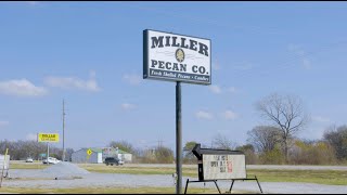 Processing Pecans at Miller Pecan Company