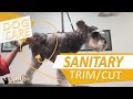 Dog Sanitary - How-to Trim Hair Around Privates