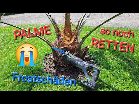 Saving a palm tree 🌴😭 after frost damage, cutting down Butia capitata, Chinese windmill palm (Tra...