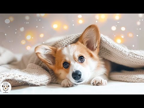 11 horas de televisión para perros