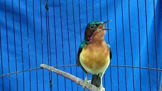 Download lagu Kowul gacor isian mewah||masteran burung kicauan mp3