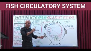 Fish Circulatory System |  Biology | NEET 2021 | GCSE | IGCSE