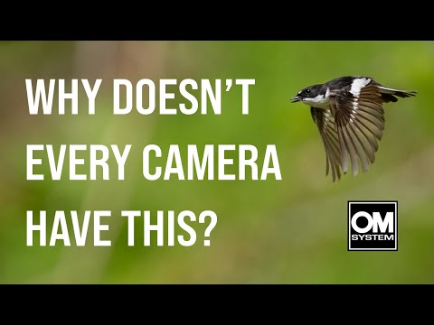 The Power of Pro Capture - Pied Flycatchers in Flight on the OM System OM-1