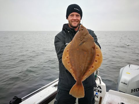 Store rødspætter fra Langelandsbæltet