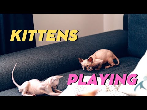 Sphynx kittens playing