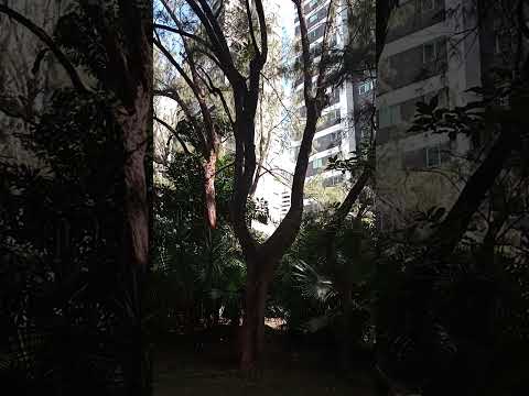 parque da jaqueira esporte e cultura e lazer bairro da jaqueira Recife pe #amor