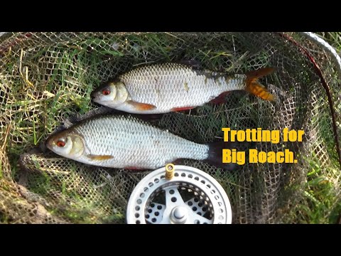 Trotting for Big Roach in small Rivers, August 2021