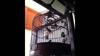 young blackthroat finch