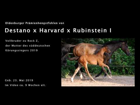 Hengstfohlen 2019 von Destano x Harvard x Rubinstein I