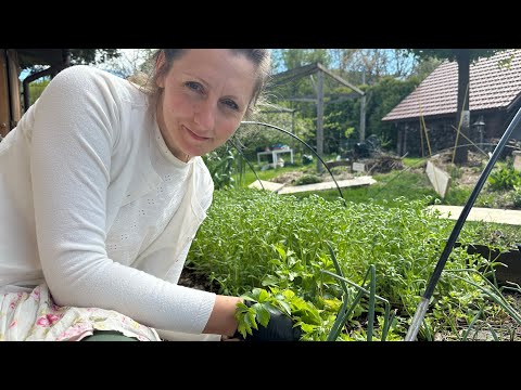 Jak mieć własny seler naciowy - najszybszy sposób.