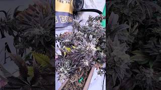 5 Strains in 4-Year-Old Living Soil