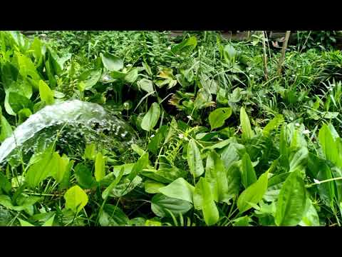 Thể hiện bởi Hoài Mỹ