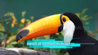 Download lagu Pesona Si Paruh-Paruh Cantik | SI OTAN (04/03/24) mp3
