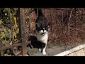 Black Nosed Tuxedo Cat Is Meowing For Food And Affection