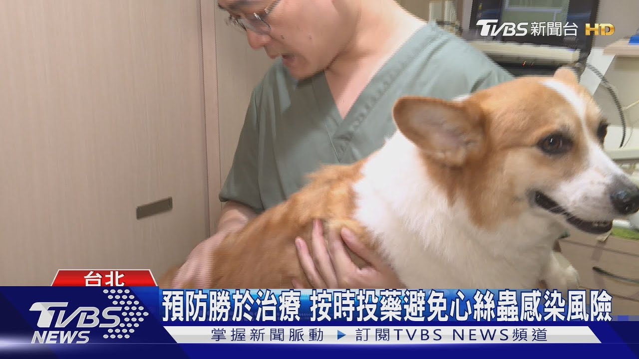 潮濕高溫毛孩易有寄生蟲　飼主預防意識提升