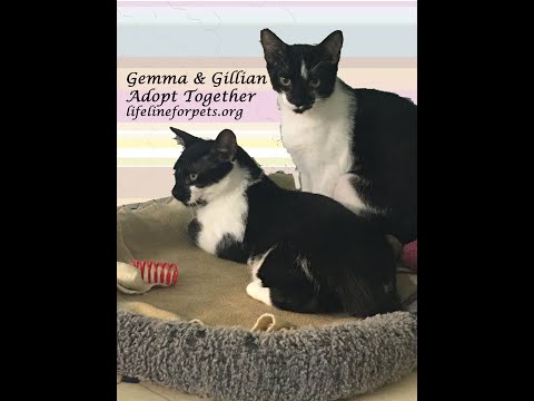 GEMMA & GILLIAN, an adoptable Tuxedo in Monrovia, CA_image-1