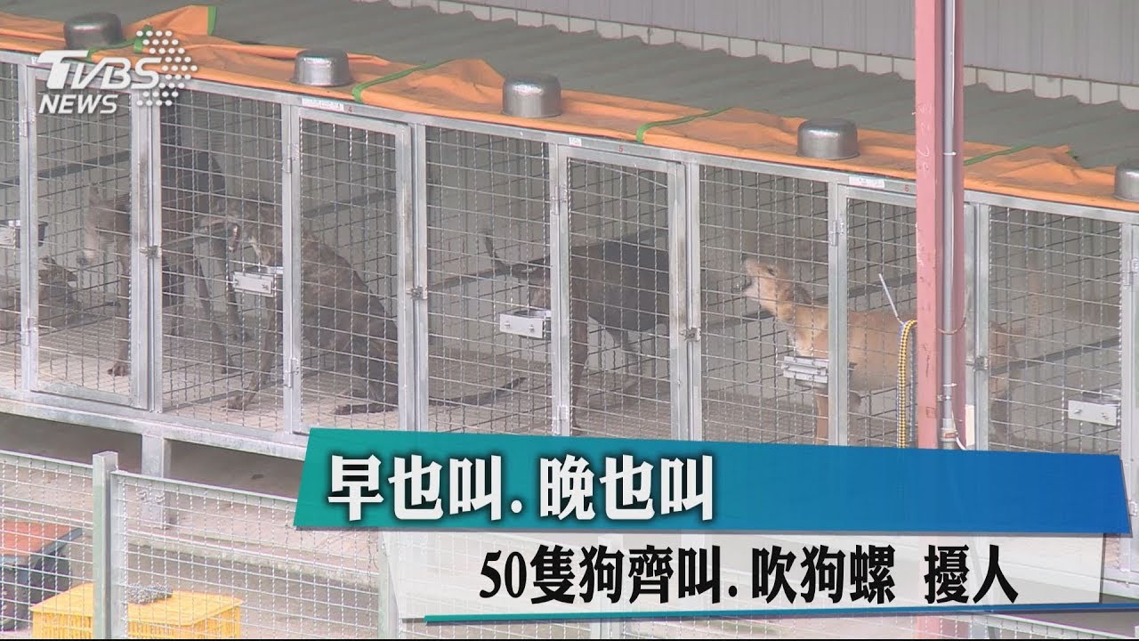 早也叫、晚也叫! 50隻狗齊叫吹狗螺擾人