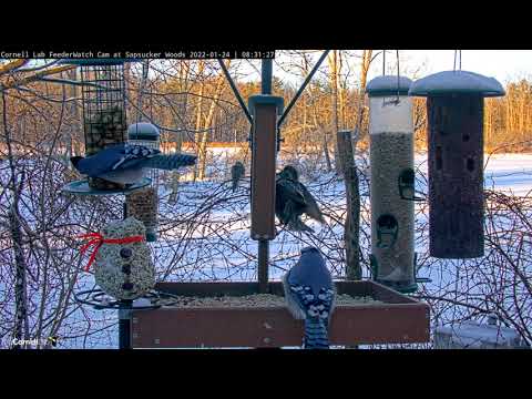 Blue Jays Use Grab-And-Go Tactics At Peanut Feeder In Ithaca, New York – Jan 24, 2022