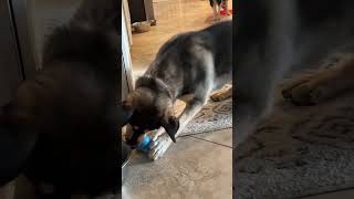 Video preview image #1 Gerberian Shepsky Puppy For Sale in Corona, CA, USA