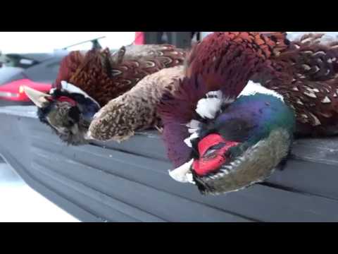 Pheasant hunting with our Pudelpointer