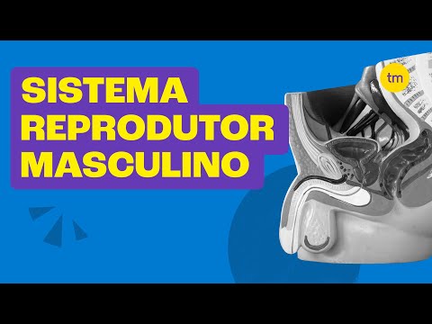 SISTEMA REPRODUTOR MASCULINO | Resumo Toda Matéria