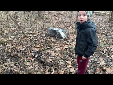 How to catch a RACCOON AND POSSUM / Live trapping