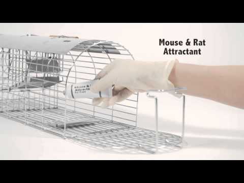 Catch rats with the Self Set Multi-Catch Rat Trap (TVS080)