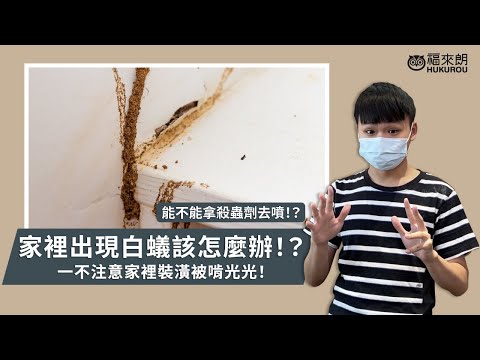 白蟻突然出現