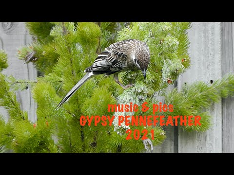 Roland FP-30X piano - GYPSY PENNEFEATHER - Thinking of You