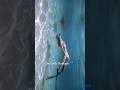 Surprise Visit From A Sea Turtle Seaturtle Saveturtles Oceanlover Underwater A