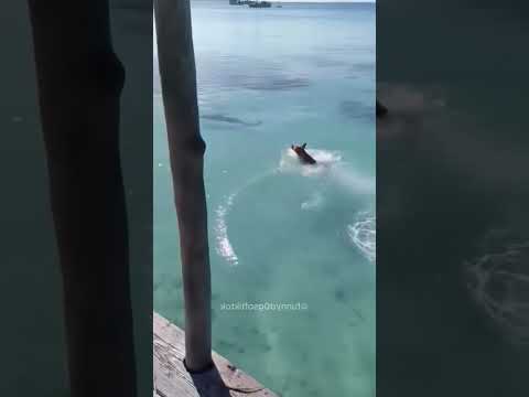 #fuunydogsandcats#funnyvicdeos#funny pets