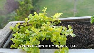 שיטה פשוטה לעזור לצמחים להשריש באדמה