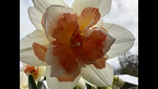 The Divine Spring with Goddesses Freya and Amaryllis