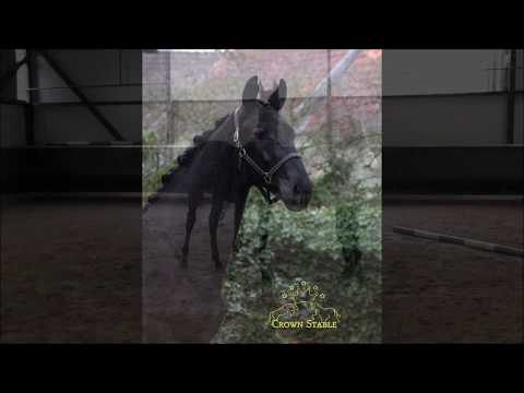 Stallion 2018 Dancier x Londonderry