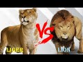 Liger VS Lion - Barbary Lion VS Liger Who Will Win