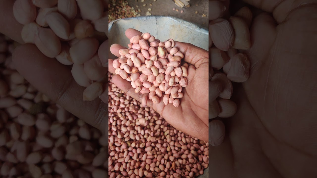 Java 60/70 Export Quality Groundnut | Groundnut Mill in Tamilnadu | Temple Mart