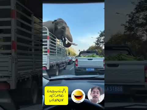 Angry Elephant Smashes Car Window After Spotting the Camera! 🐘😂 | Funny Wildlife Moment