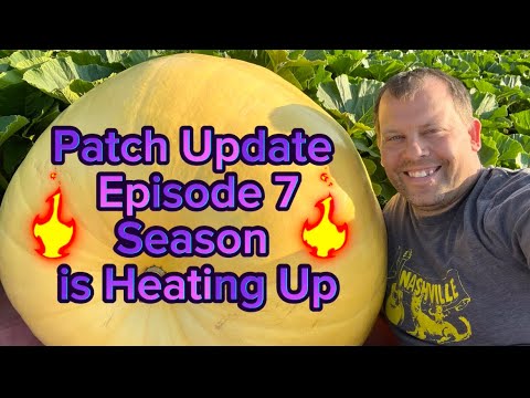 Patch Update #7 A Pumpkin over 500 pounds????