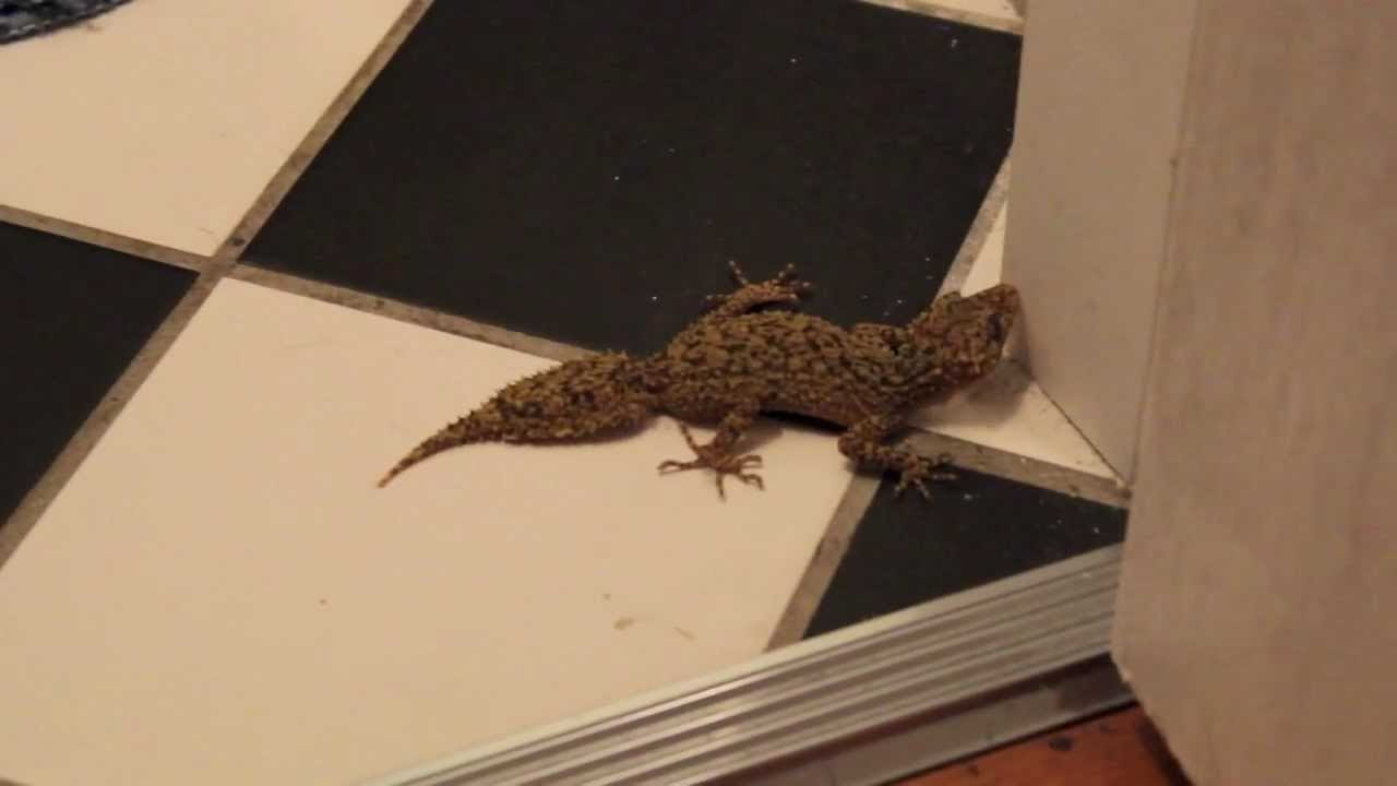 Southern Leaf-tailed Gecko - Wizard Lizards!